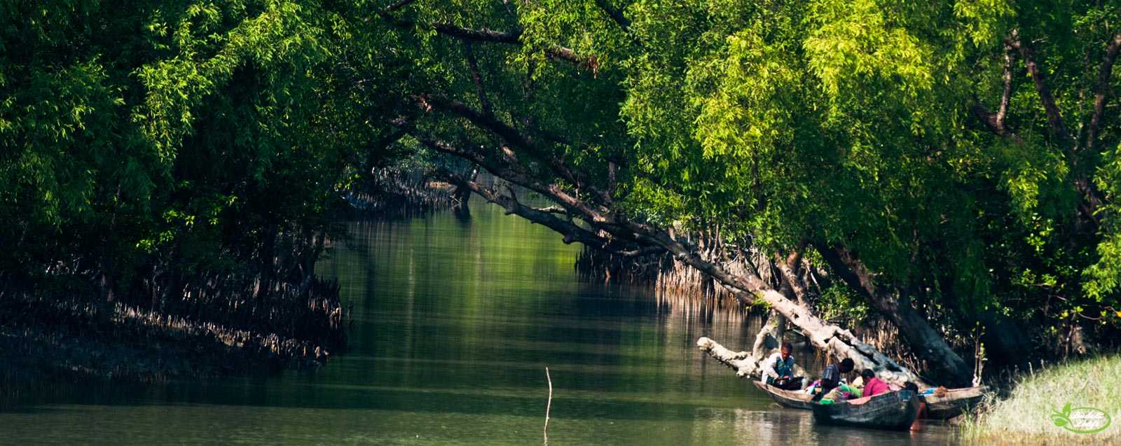 sundarbans Picture